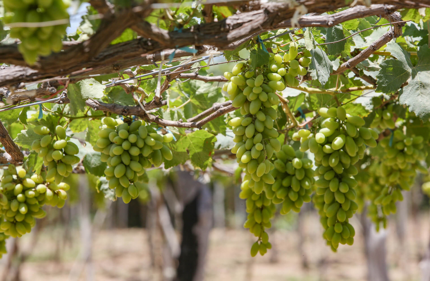 Ninh Thuan Vineyard