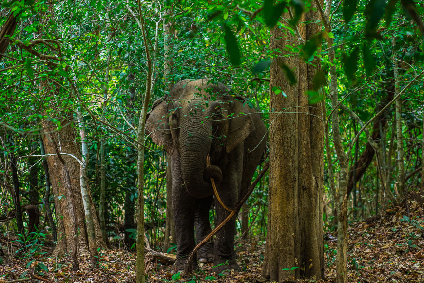 Elefantentour Buon Ma Thuot