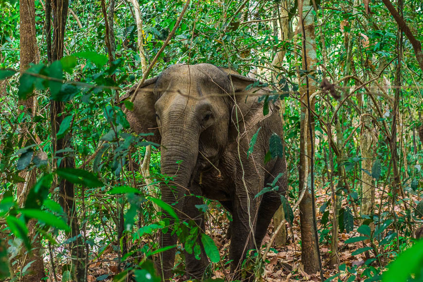 vietnam elefantentour