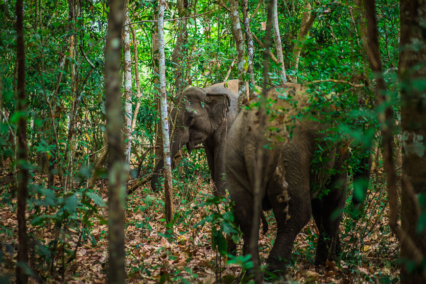 elefantentour vietnam