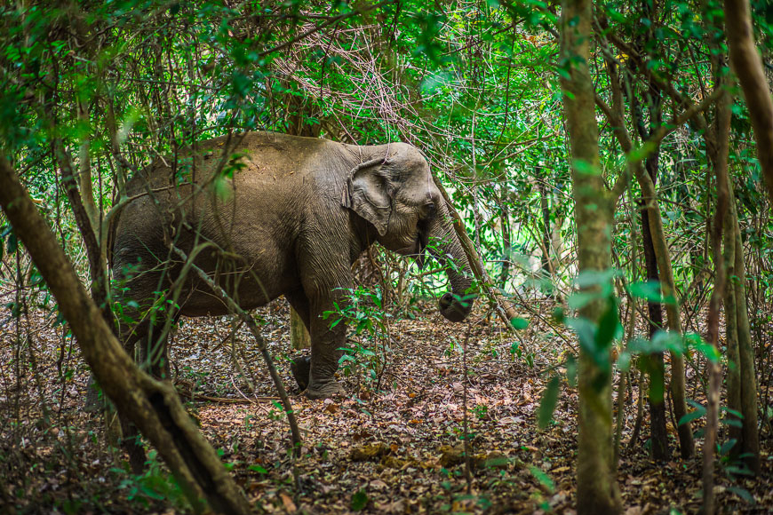 Elefantentour Vietnam
