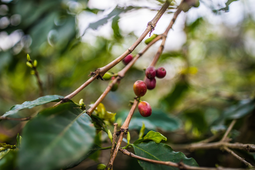 tour de café dalat